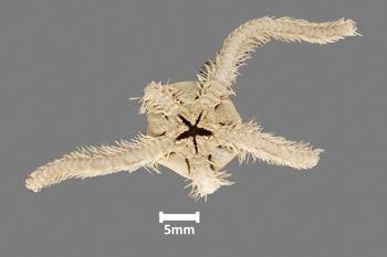 Media type: image;   Invertebrate Zoology OPH-164 Aspect: ventral